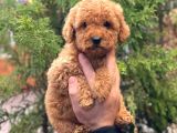 Red Brown Dişi Toy Poodle Yavrular