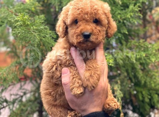 Red Brown Dişi Toy Poodle Yavrular görsel