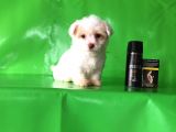 ✅Tr De Tek Aşili Hari̇ka Mi̇nyatür Malti̇poo✅