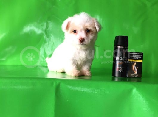 ✅Tr De Tek Aşili Hari̇ka Mi̇nyatür Malti̇poo✅ görsel