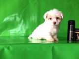 ✅Tr De Tek Aşili Hari̇ka Mi̇nyatür Malti̇poo✅