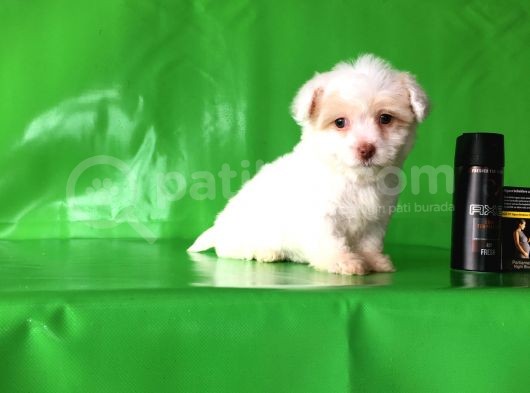 ✅Tr De Tek Aşili Hari̇ka Mi̇nyatür Malti̇poo✅ görsel