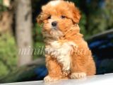 Safkan Disi Erkek F1 Maltipoo Yavrularimiz