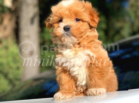 Safkan Disi Erkek F1 Maltipoo Yavrularimiz görsel