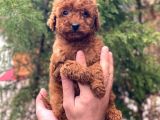 Red Brown Toy Poodle Erkek Yavrular
