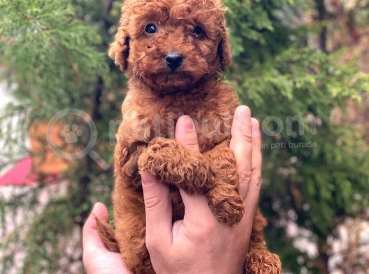 Red Brown Toy Poodle Erkek Yavrular görsel