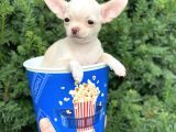Mini Chihuahua Dişi Yavrumuz