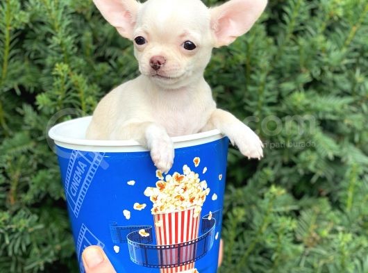 Mini Chihuahua Dişi Yavrumuz görsel