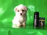 ✅Tr De Tek Aşili Hari̇ka Mi̇nyatür Malti̇poo✅