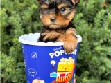 Safkan Yorkshire Terrier Yavrularımız