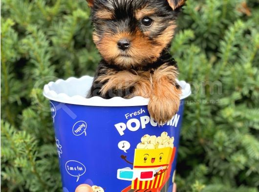 Safkan Yorkshire Terrier Yavrularımız görsel