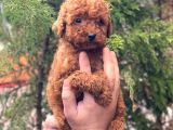 Red Brown Toy Poodle Erkek Yavrular