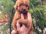Red Brown Toy Poodle Erkek Yavrular