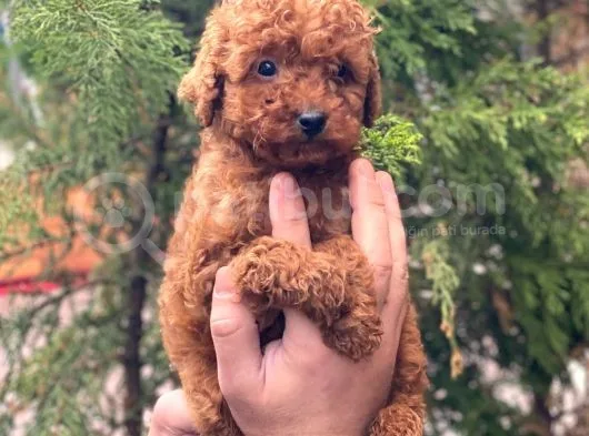 Red Brown Toy Poodle Erkek Yavrular