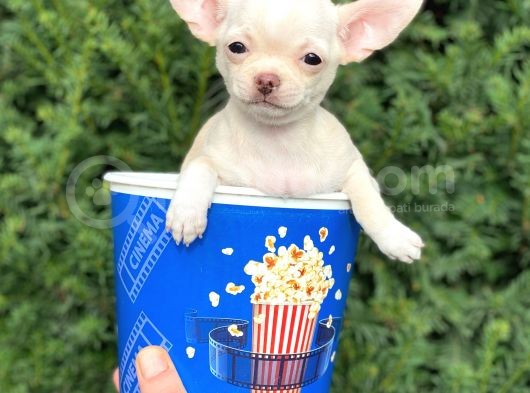 Mini Chihuahua Dişi Yavrumuz görsel