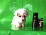 ✅Tr De Tek Aşili Hari̇ka Mi̇nyatür Malti̇poo✅