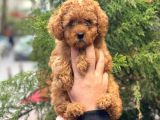 Red Toy Poodle Di̇şi̇ Yavrularimiz