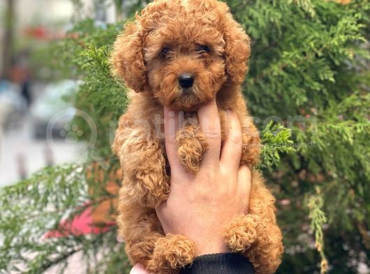 Red Toy Poodle Di̇şi̇ Yavrularimiz görsel