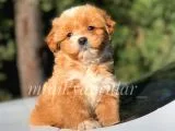 Safkan Disi Erkek F1 Maltipoo Yavrularimiz