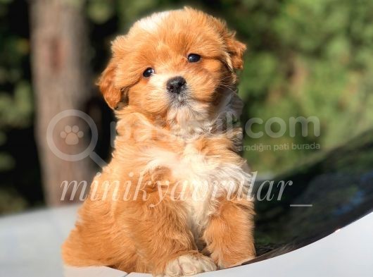Safkan Disi Erkek F1 Maltipoo Yavrularimiz görsel