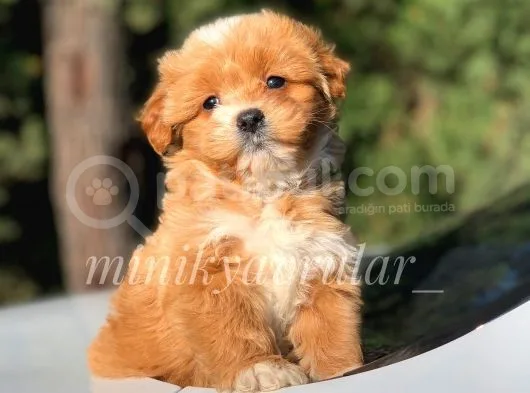 Safkan Disi Erkek F1 Maltipoo Yavrularimiz