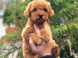 Red Brown Dişi Toy Poodle Yavrular
