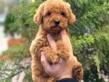 Red Brown Dişi Toy Poodle Yavrular