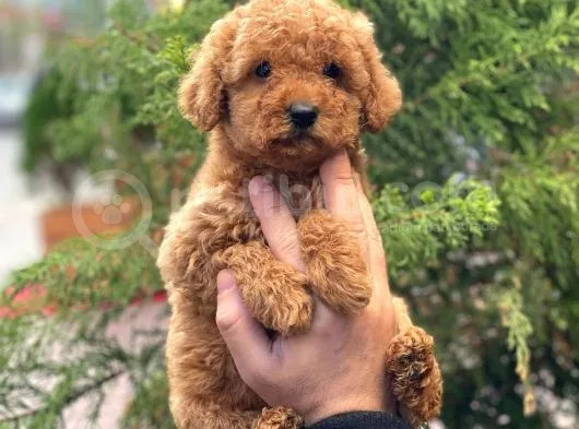 Red Brown Dişi Toy Poodle Yavrular