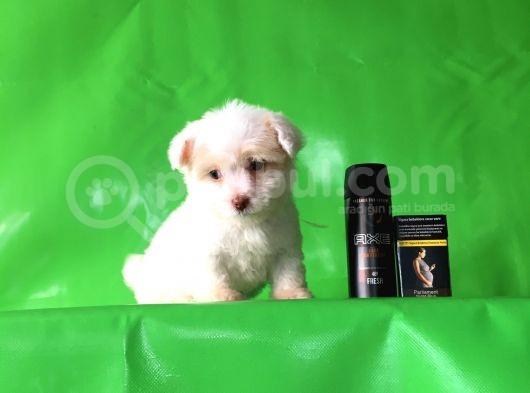 ✅Tr De Tek Aşili Hari̇ka Mi̇nyatür Malti̇poo✅ görsel