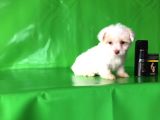 ✅Tr De Tek Aşili Hari̇ka Mi̇nyatür Malti̇poo✅