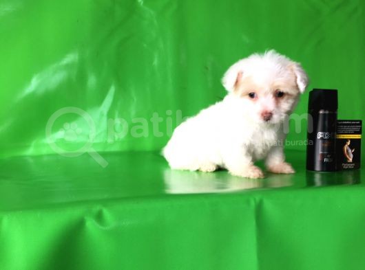 ✅Tr De Tek Aşili Hari̇ka Mi̇nyatür Malti̇poo✅ görsel
