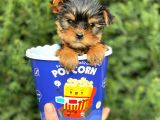 Safkan Yorkshire Terrier Yavrularımız