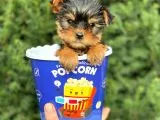 Safkan Yorkshire Terrier Yavrularımız
