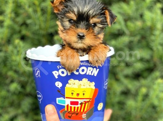 Safkan Yorkshire Terrier Yavrularımız görsel