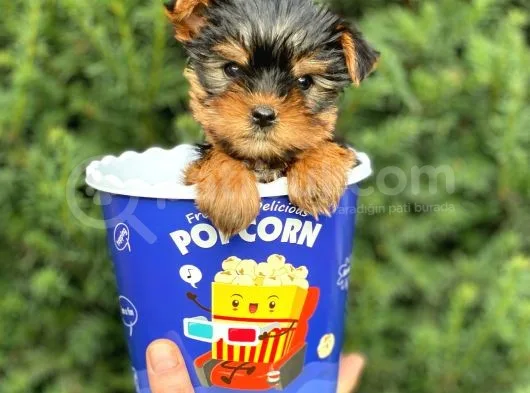 Safkan Yorkshire Terrier Yavrularımız