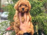 Red Toy Poodle Di̇şi̇ Yavrularimiz