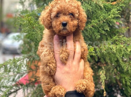 Red Toy Poodle Di̇şi̇ Yavrularimiz görsel