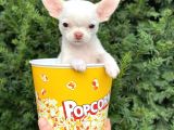 Elma Kafa Mini Chihuahua Erkek Yavrumuz