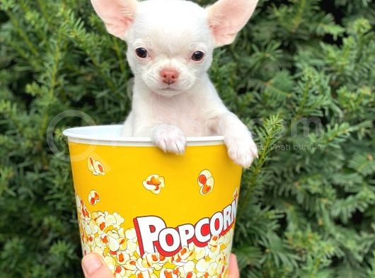 Elma Kafa Mini Chihuahua Erkek Yavrumuz görsel