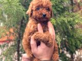 Red Brown Toy Poodle Erkek Yavrular