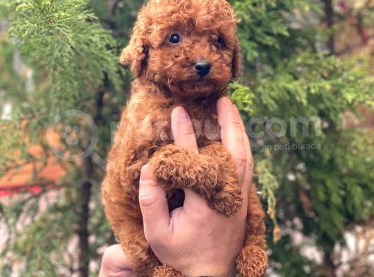 Red Brown Toy Poodle Erkek Yavrular görsel