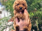 Sevi̇mli̇ Red Brown Toy Poodle Erkek Bebekler
