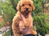 Red Brown Dişi Toy Poodle Yavrular