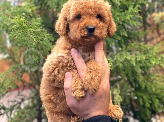 Red Brown Dişi Toy Poodle Yavrular görsel