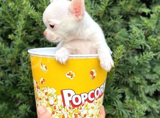 Elma Kafa Mini Chihuahua Erkek Yavrumuz görsel