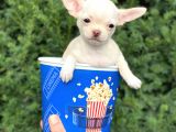 Mini Chihuahua Dişi Yavrumuz