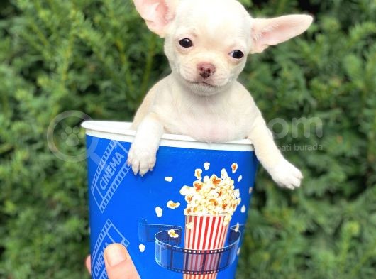 Mini Chihuahua Dişi Yavrumuz görsel