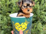 Mini Yorkshire Terrier Yavrularımız