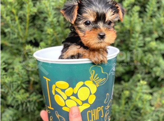 Mini Yorkshire Terrier Yavrularımız görsel