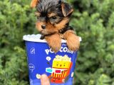 Safkan Yorkshire Terrier Yavrularımız